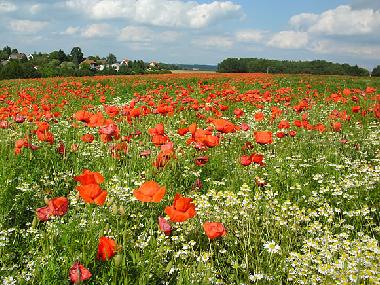 Mohnfeld am Ortsrand