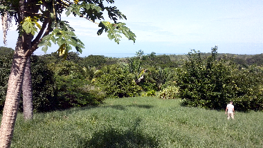 Ihr Garten mit Papayas, Sternfr�chten, Limetten, Guaven, Palmen, Hibiskus und Tieren, die Sie nur au