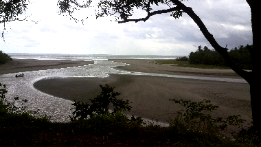 Die Mangrove m�ndet in das Meer