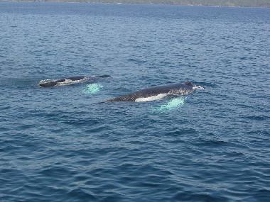Ferienhaus in las galeras (Samana) oder Ferienwohnung oder Ferienhaus