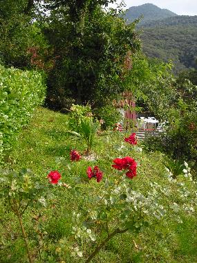 Ferienhaus in Brezzo di Bedero (Varese) oder Ferienwohnung oder Ferienhaus