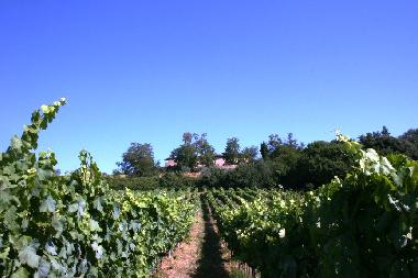 Ferienhaus in Gambassi terme (Firenze) oder Ferienwohnung oder Ferienhaus