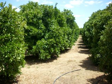 Ferienhaus in Poco Frito (Algarve) oder Ferienwohnung oder Ferienhaus