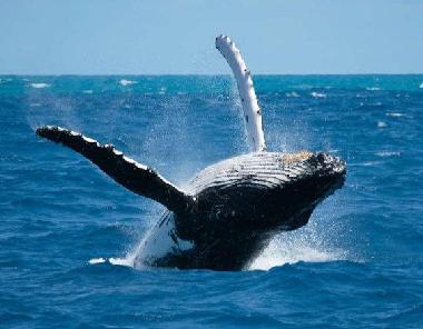 Ferienwohnung in SAL REI (Boa Vista) oder Ferienwohnung oder Ferienhaus