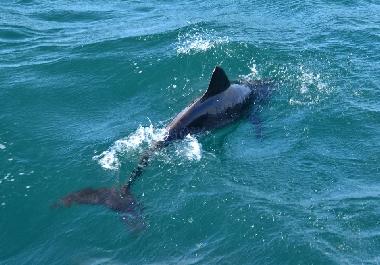 Ferienwohnung in SAL REI (Boa Vista) oder Ferienwohnung oder Ferienhaus