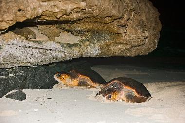 Ferienwohnung in SAL REI (Boa Vista) oder Ferienwohnung oder Ferienhaus