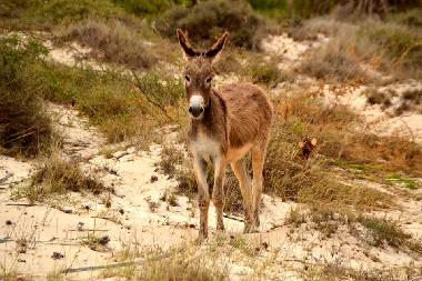 Ferienwohnung in SAL REI (Boa Vista) oder Ferienwohnung oder Ferienhaus