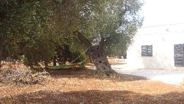 Ferienhaus in serranova (Brindisi) oder Ferienwohnung oder Ferienhaus