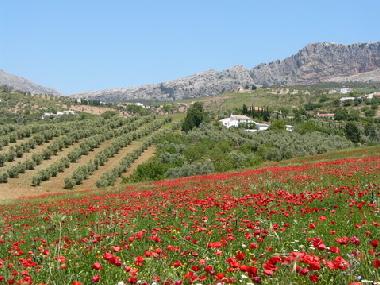 Ferienhaus in Villanueva de la Concepcion (M�laga) oder Ferienwohnung oder Ferienhaus