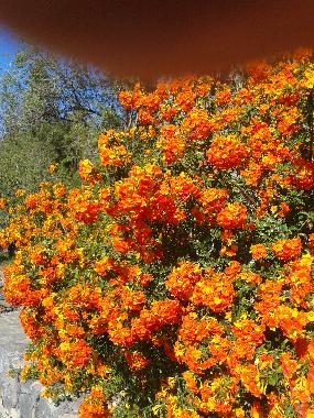 Bl�tenpracht ganzj�hrig