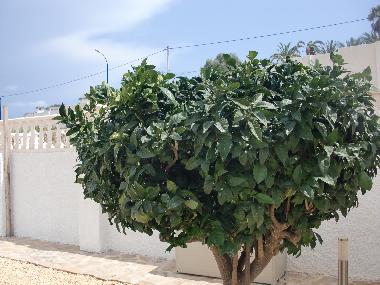 Villa in El Campello (Alicante / Alacant) oder Ferienwohnung oder Ferienhaus