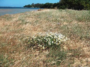 Strandmargheriten im Fr�hjahr