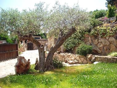 Olivenbaum am Ziergarten 