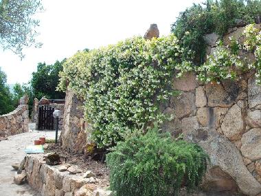 Bl�hender Jasmin am Zier- und Steingarten 