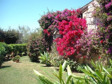 Gartenimpressionen Bougainvillee
