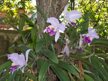 Ferienhaus in la boca trinidad (Sancti Spiritus) oder Ferienwohnung oder Ferienhaus