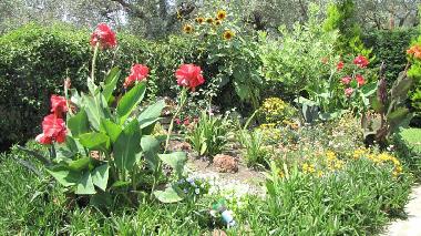 Teilansicht des Gartens