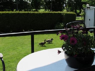Chalet in Lemmer (Friesland) oder Ferienwohnung oder Ferienhaus