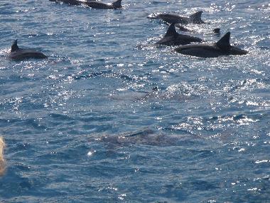 oder in den S�den um im glasklaren Wasser mit Delphinen zu schwimmen u. schnorcheln...