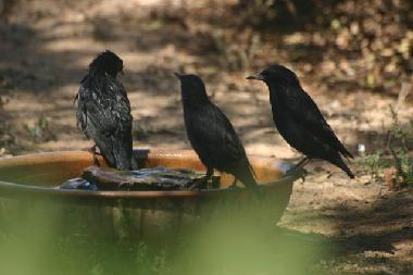 Villa in Massa (Agadir) oder Ferienwohnung oder Ferienhaus