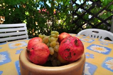 Pension in Sukosan (Zadarska) oder Ferienwohnung oder Ferienhaus