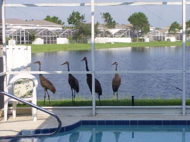 Villa in Kissimmee (Florida) oder Ferienwohnung oder Ferienhaus