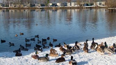 Chalet in Hoge Hexel (Overijssel) oder Ferienwohnung oder Ferienhaus