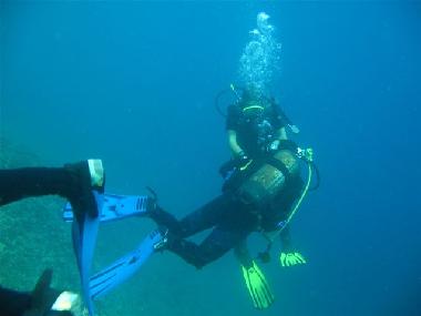 Tauchgnge im Naturschutzrevier Punta Campanella