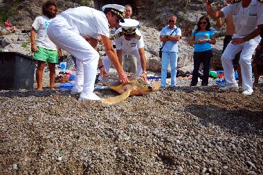 Befreiung Schildrkrten Meeresschutzrevier Punta Campanella
