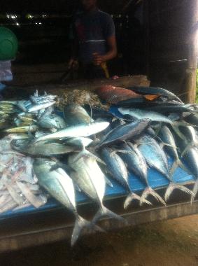 Ferienhaus in Induruwa (Kalutara) oder Ferienwohnung oder Ferienhaus