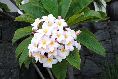 Ferienhaus in La Asomada (Lanzarote) oder Ferienwohnung oder Ferienhaus