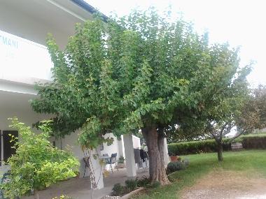 Ferienwohnung in Lopar (Primorsko-Goranska) oder Ferienwohnung oder Ferienhaus