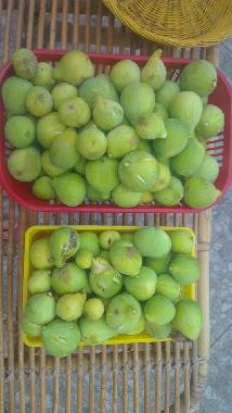 Ferienhaus in Montauro (Catanzaro) oder Ferienwohnung oder Ferienhaus