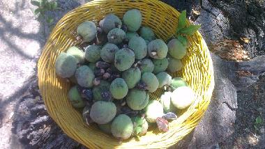 Ferienhaus in Montauro (Catanzaro) oder Ferienwohnung oder Ferienhaus