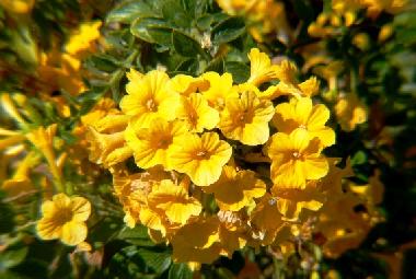 ganzj�hrig Bl�ten im Garten