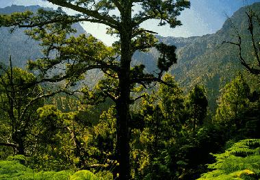 Naturschutzgebiet Caldera de Taburiente