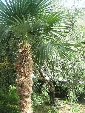 Ferienwohnung in Omi (Splitsko-Dalmatinska) oder Ferienwohnung oder Ferienhaus