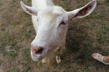 Ferienhaus in Kryvenik (Gabrovo) oder Ferienwohnung oder Ferienhaus