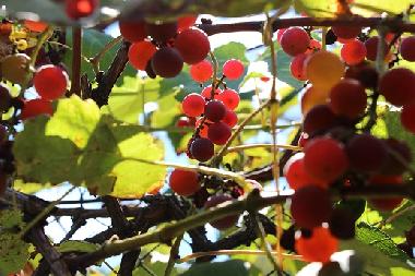 Ferienhaus in Kryvenik (Gabrovo) oder Ferienwohnung oder Ferienhaus