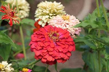 Ferienhaus in Kryvenik (Gabrovo) oder Ferienwohnung oder Ferienhaus