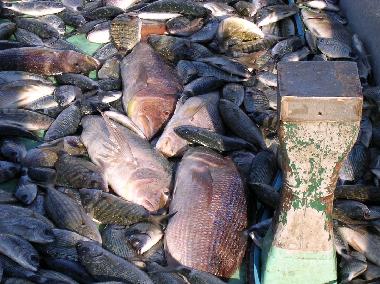 Ferienwohnung in Mandre (Zadarska) oder Ferienwohnung oder Ferienhaus