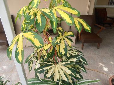 Ferienhaus in Pereybere (Pereybere) oder Ferienwohnung oder Ferienhaus