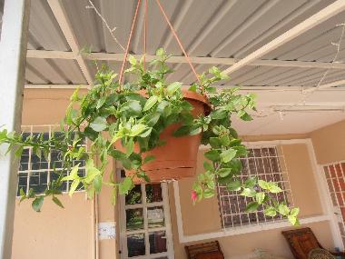 Ferienhaus in Pereybere (Pereybere) oder Ferienwohnung oder Ferienhaus