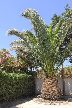 Villa in MEGAS GIALOS,SYROS (Kyklades) oder Ferienwohnung oder Ferienhaus