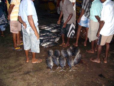Fish market Beruwala