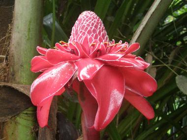 Ferienhaus in Puerto Viejo/Cocles (Limon) oder Ferienwohnung oder Ferienhaus