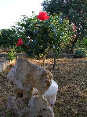 Ferienhaus in San Michele Salentino (Brindisi) oder Ferienwohnung oder Ferienhaus
