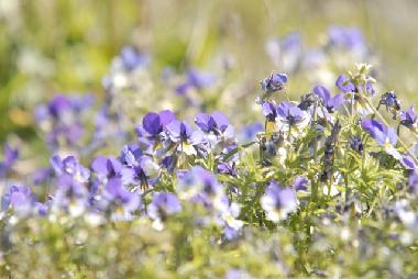 Villa in Bohus-Bj�rk� (Bohusl�n) oder Ferienwohnung oder Ferienhaus