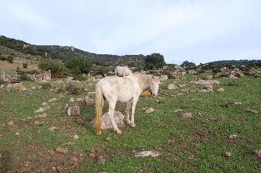 Chalet in Tarifa (C�diz) oder Ferienwohnung oder Ferienhaus