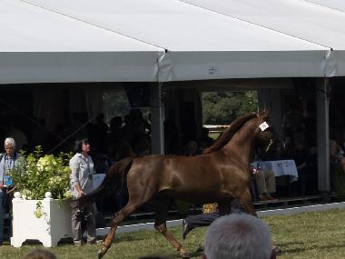 Ferienhaus in Wajkow (Podlaskie) oder Ferienwohnung oder Ferienhaus